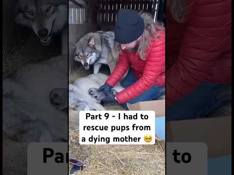 I couldn’t believe it when it happened 🥺 RIP #wholesome #wolf #sad #mother #animals #rip #rescue