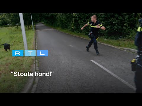 Ewout Genemans en agenten slaan op de vlucht voor agressieve rottweiler | Bureau Maastricht