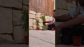 רוגע לנפש