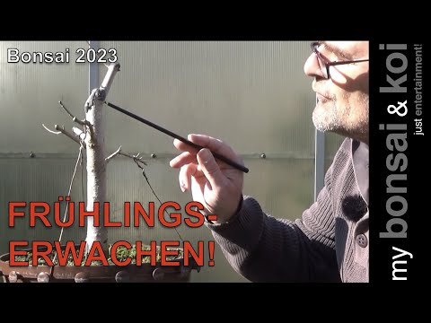 Bonsai 2023-10 - Frühlingserwachen - erste Arbeiten im Freien