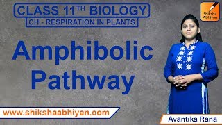 Amphibolic Pathway | Respiration in Plants | CBSE Class 11 Biology