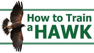 HOW TO TRAIN A HAWK | How to Train a Bird of Prey