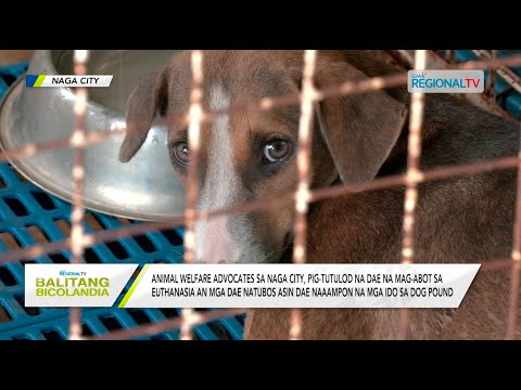 13Balitang Bicolandia: Mas marhay na programa para sa mga ido sa dog pound, hurot sa Naga City LGU