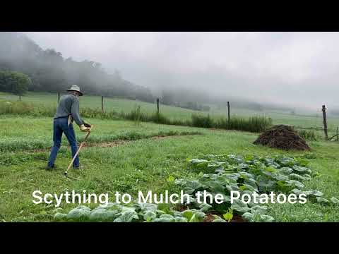Scything to Mulch the Potato Windrow