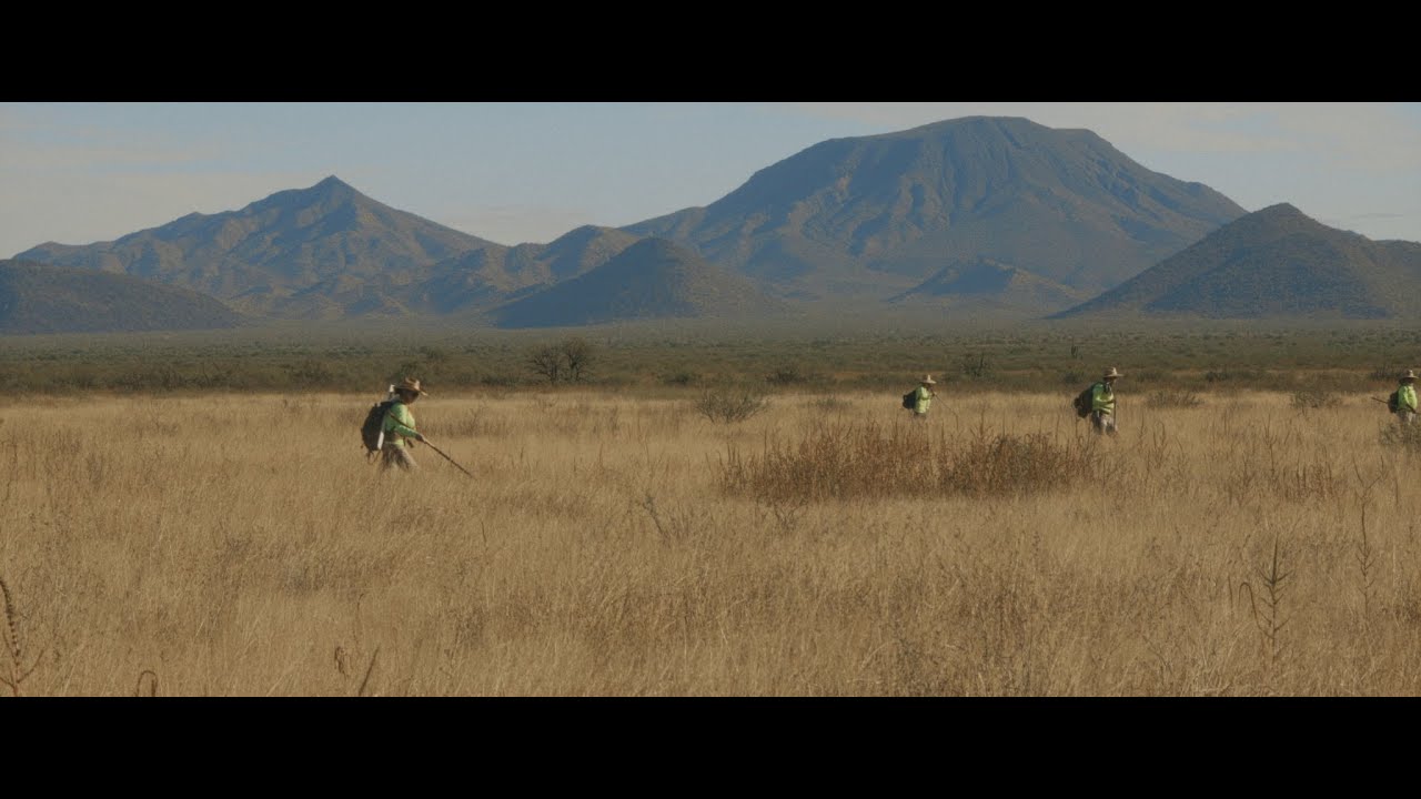 Mais où va-t-on, Coyote ?