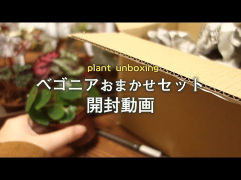アイスベゴニア 植物