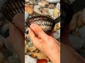 Perle Meeresfrüchte Jagd Auf Perlen Perlen Pflücken