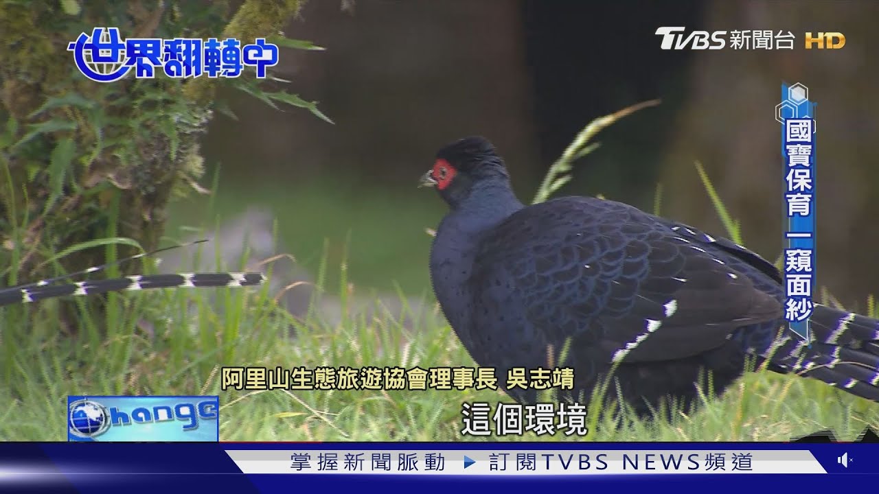 生態保育刻不容緩! 搶救寶島中的瀕絕「寶藏」