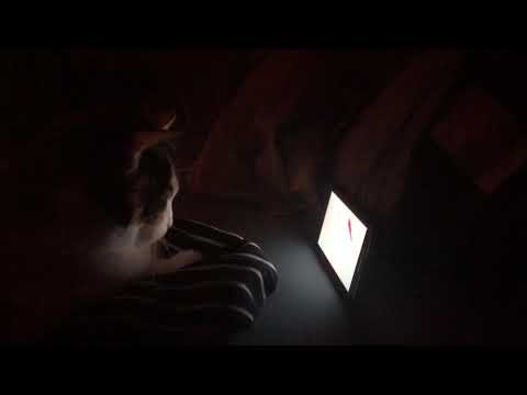 Cat loves fish videos