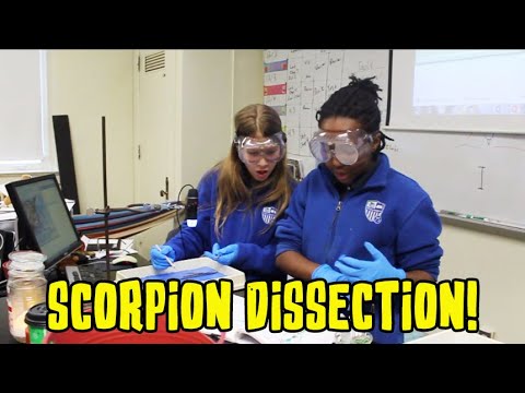 Middle School Scorpion Dissection Lab