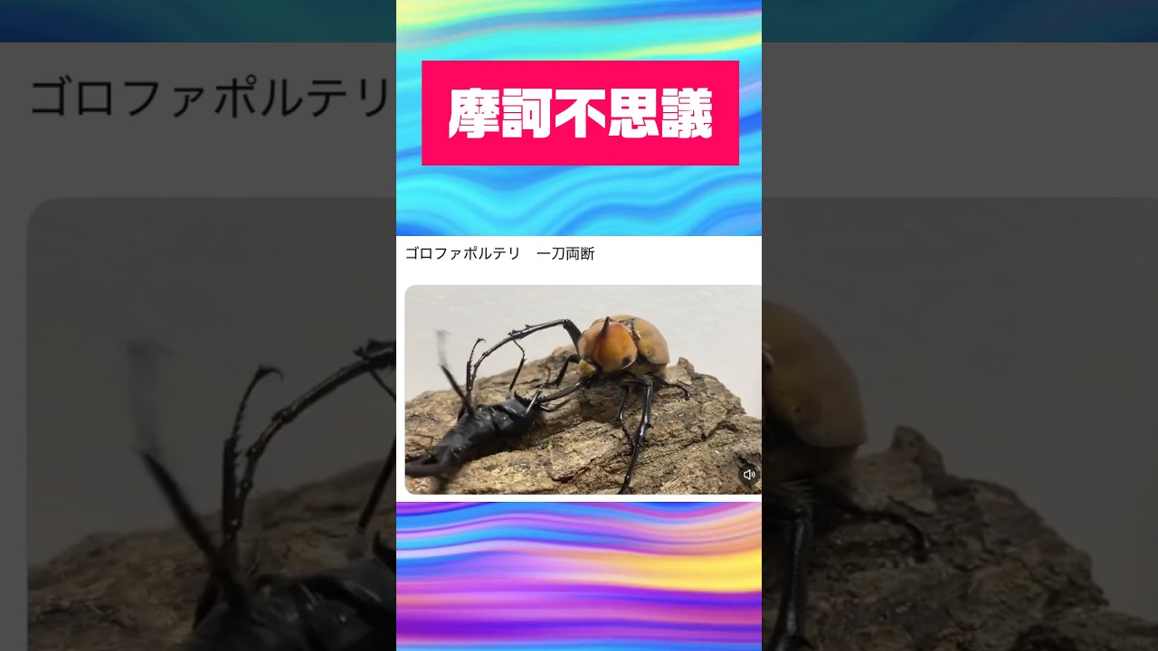 実は超強いおもしろカブトムシ　ゴロファポルテリ　#shortvideo #クワガタ #カブトムシ