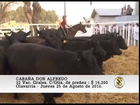 25-08-16 Venta de Vacas Generales - Cabaña Don Alfredo - Olavarria.