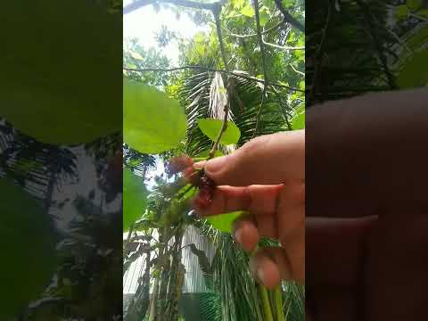 So tiny yet so sweet: mulberry philippine (local) version / #shorts