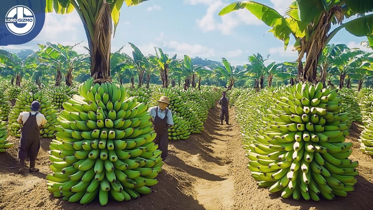 Harvesting Millions of Tons of Bananas for Billion-Dollar Global Distribution!