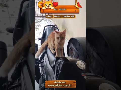 Vídeo de Taz Mania 