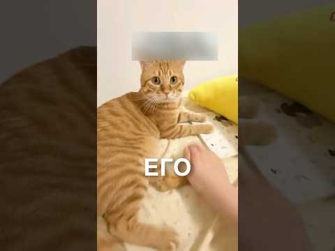 Пранкует котика 😂 #истории #история #новости #новость #shorts