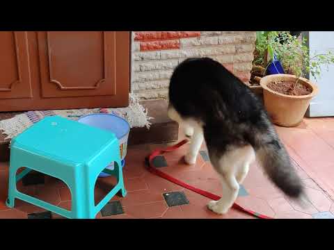 Husky dog playing with stool