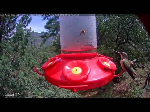 Diverse Visitors Swarm West Texas Feeders – Aug. 20, 2018