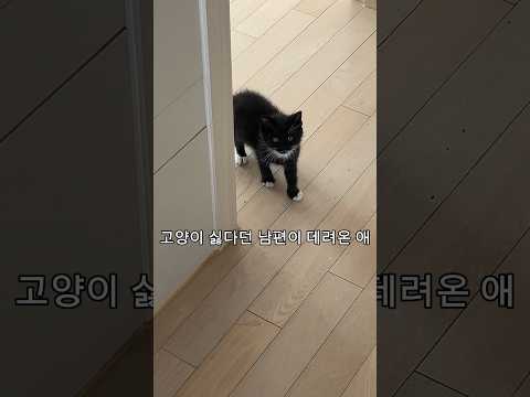 고양이 싫다던 남편이 상의도 없이 데려온 아기 고양이