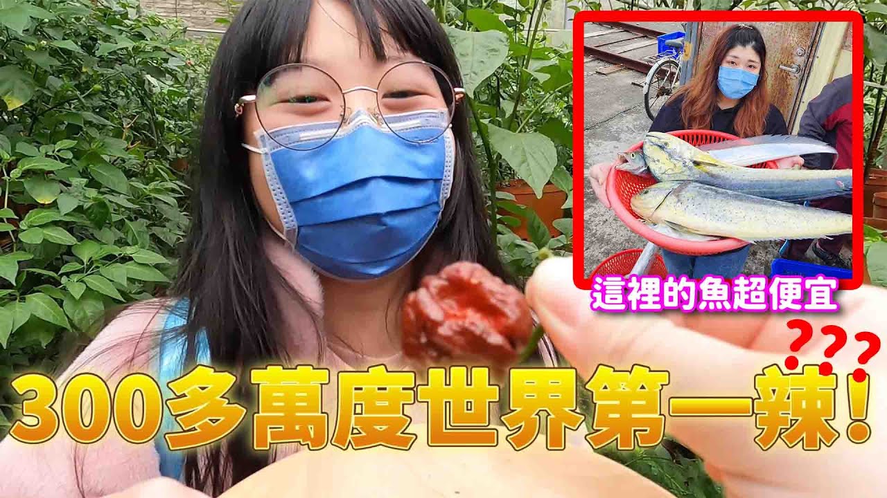 挑戰辣度300多萬度的辣椒！隱藏版漁港搶剛上岸的魚~一整個便宜到爆！☆哪哪麻☆
