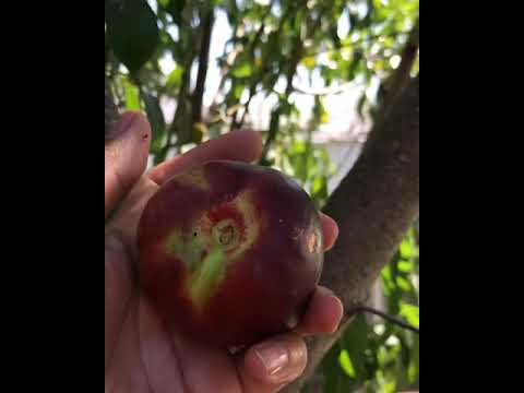 download lagu mp3 mp4 Nectarine Family, download lagu Nectarine Family gratis, unduh video klip Nectarine Family