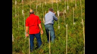 preview picture of video 'Plantación de oliveiras'