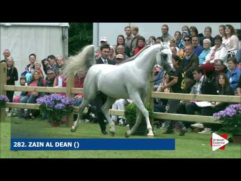 Bruges 2016 - Class 117 SE Senior Stallions