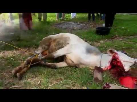 download lagu mp3 mp4 Video Takbiran, download mp3 Video Takbiran free downloadn, video klip Video Takbiran