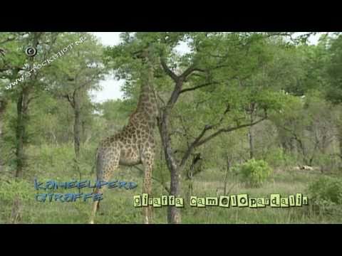 Giraffe - kameelperd - giraffa camelopardalis in Krugerpark