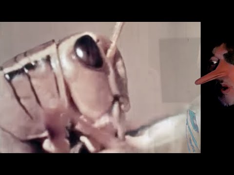 Video thumbnail for Pesky Blighters