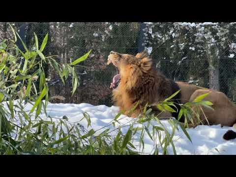 Zimska pravljica v ZOO Ljubljana: Ste nas že obiskali v snegu? ❄️ 🐾