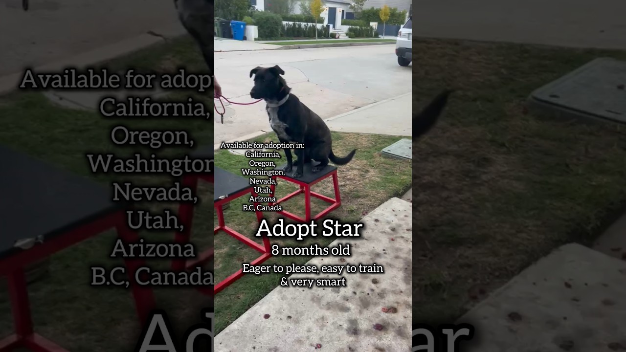 Enlarge Star, a Adoptable mixed breed in Fresno, CA video 6/6