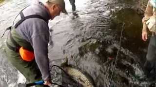 preview picture of video 'Salmon Fishing Douglaston Run Pulaski,NY 9/22/12'