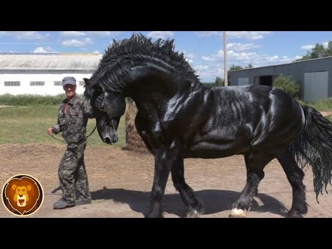 , title : 'Die stärksten und größten Pferde der Welt'