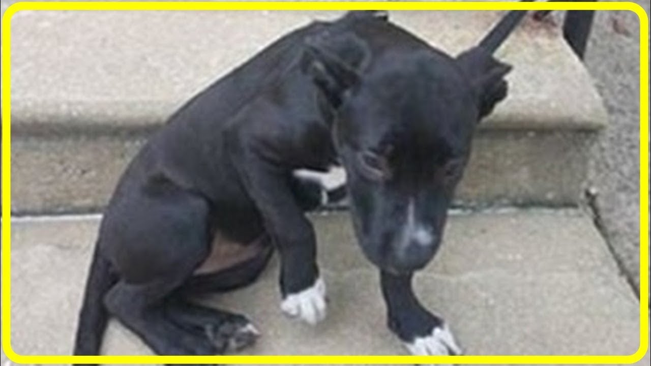 【感動】捨てられた子犬の横にはメモ書きとピザが…この子犬のために新しい飼い主探し始めると…【世界が感動！涙と感動エピソード】