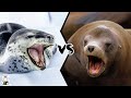 LEOPARD SEAL VS SEA LION - Which Is The Strongest?