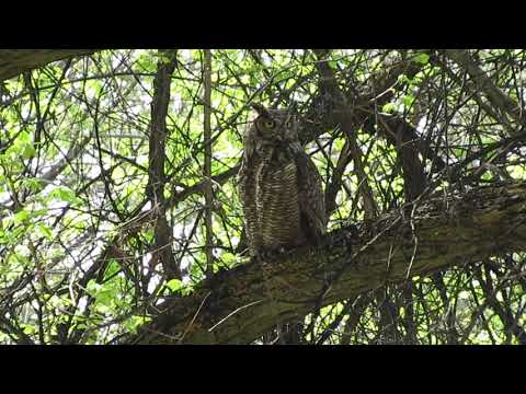 Great horned owl chick closely watched by parents