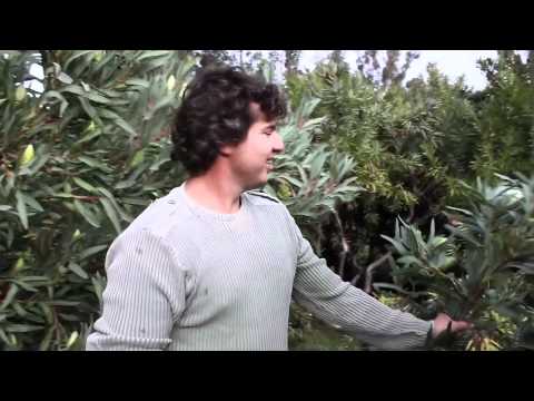 Protea Pilfering for Prue