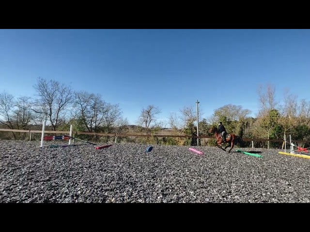 Gelding French Trotter For sale 2020 Bay
