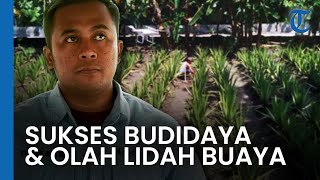 Mount Vera Sejati, Sukses Budidayakan & Mengolah Lidah Buaya di Lahan Kritis Gunungkidul