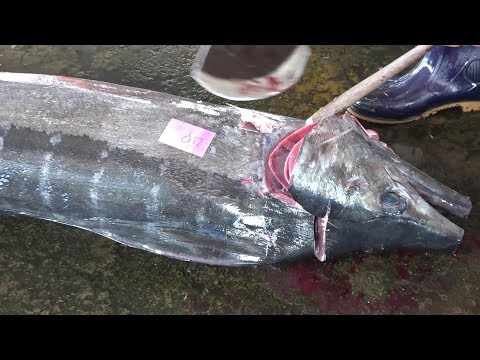 Cutting 450 lb Giant Swordfish fish for sashimi and sushi