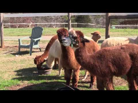 download lagu mp3 mp4 Alpaca Farm Alabama, download lagu Alpaca Farm Alabama gratis, unduh video klip Alpaca Farm Alabama