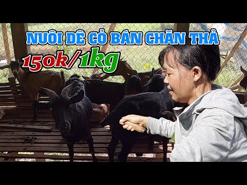 Nuôi Dê Cỏ Bán Chăn Thả Hướng Phát Triển Kinh Tế Hiệu Quả | Nuôi Dê | | Nuôi Dê Cỏ |