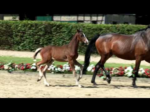 78 Fashion Rock HG Hengst v. Fashion Maker - Rock Forever I