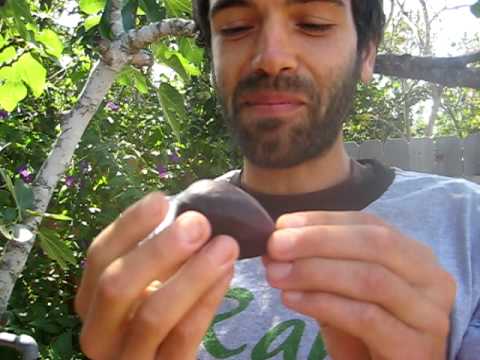 How to eat a Fig!
