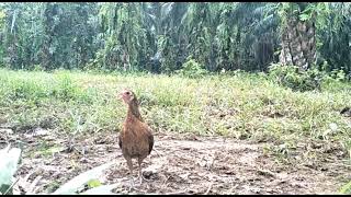 Download lagu 'ayam hutan pikat betina tapau 3 sekur ayam pikat org mp3