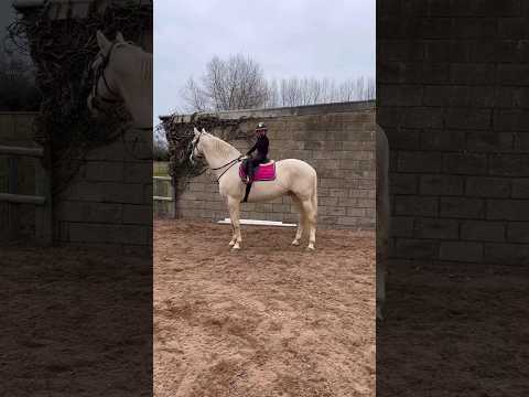 Jump top of the wings #equestrian #horseriding #showjumper #horse #stallion #pony #jump