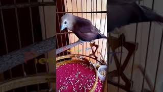 Download lagu Emprit rasa perkutut mp3