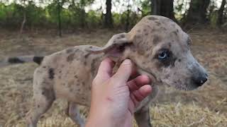 Video preview image #4 Catahoula Leopard Dog Puppy For Sale in CUMBY, TX, USA