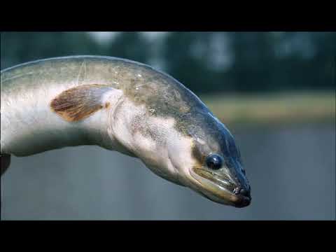 Udo Pollmer berichtet über den Aal